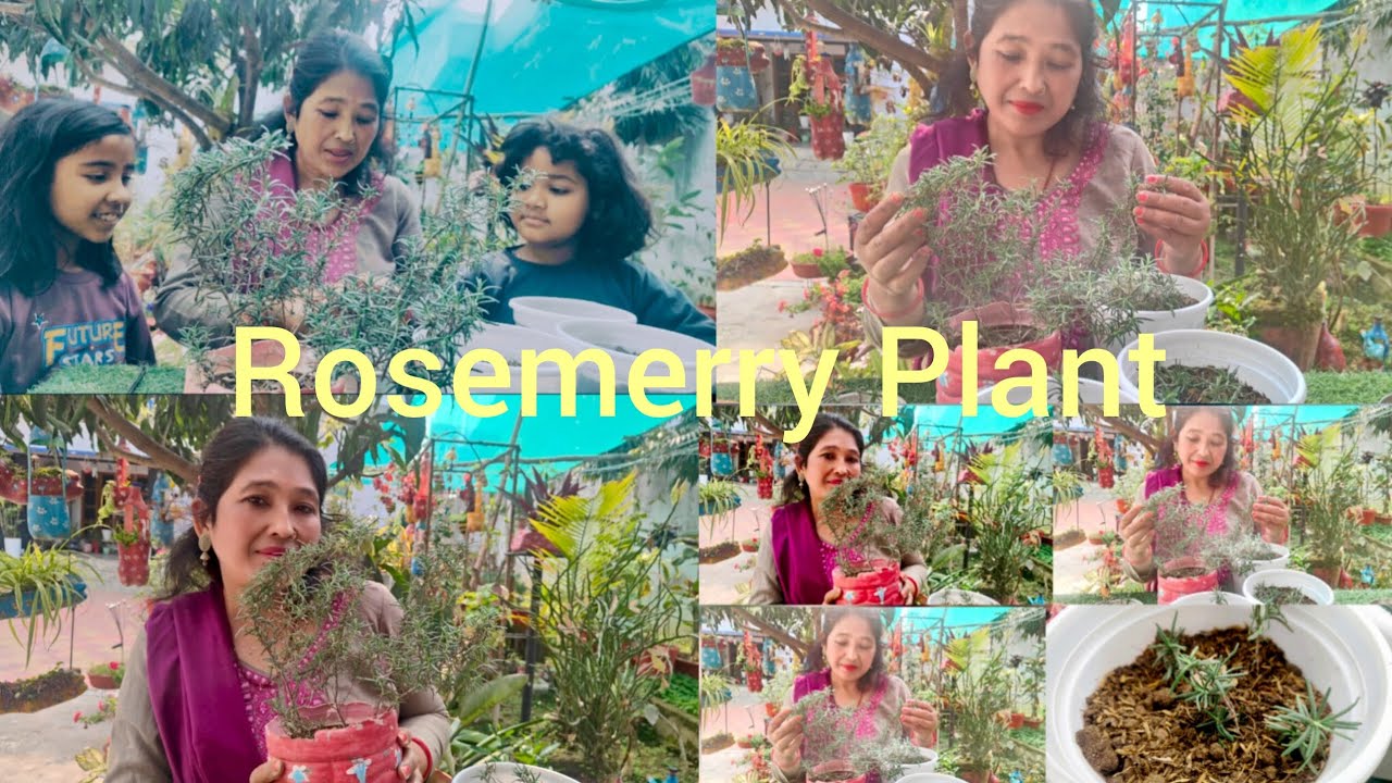 How to make rosemerry plant by cutting कटिंग से रोजमेरी का पौधा केसे लगाए देखिए मेरे माध्यम से ❤️🌱