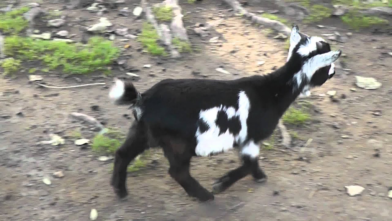 Meheheheh - cute Baby goat   Baby Ziege   Zicklein