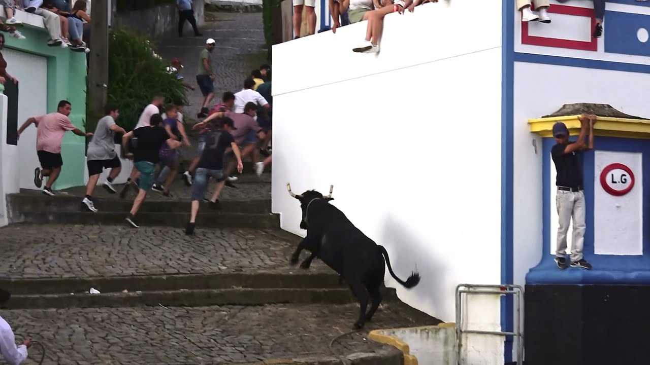 Touros ER - 410,446,424,448 - Tourada Ladeira Grande - 1Set23 - Ilha Terceira - Açores