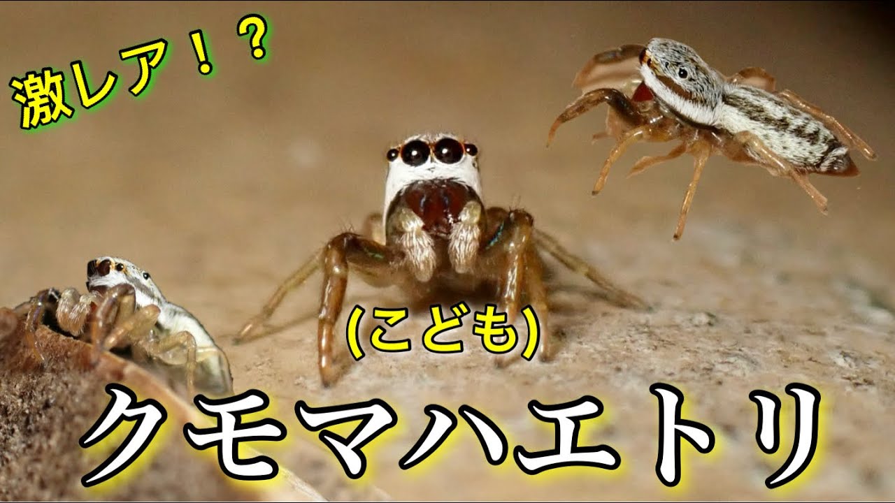 【激レア】冬にクモマハエトリの幼体がいた件