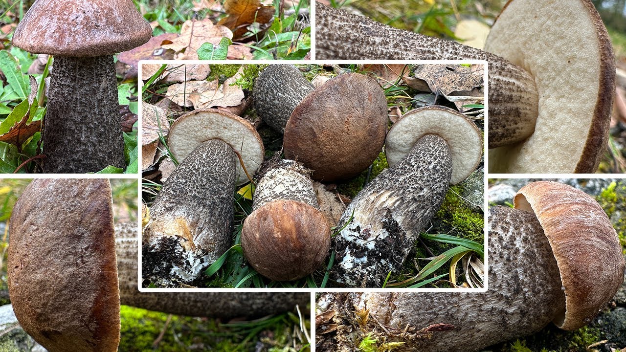 Birkenpilz Verwechslung & Zubereitung | Birkenraufu&szlig;, Langfu&szlig;, Graukappe, Leccinum scabrum