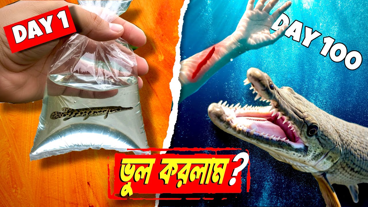 ১০০ দিন সবচেয়ে আক্রমণাত্মক অ্যালিগেটর গারের সাথে ❓|| Inside Aquarium