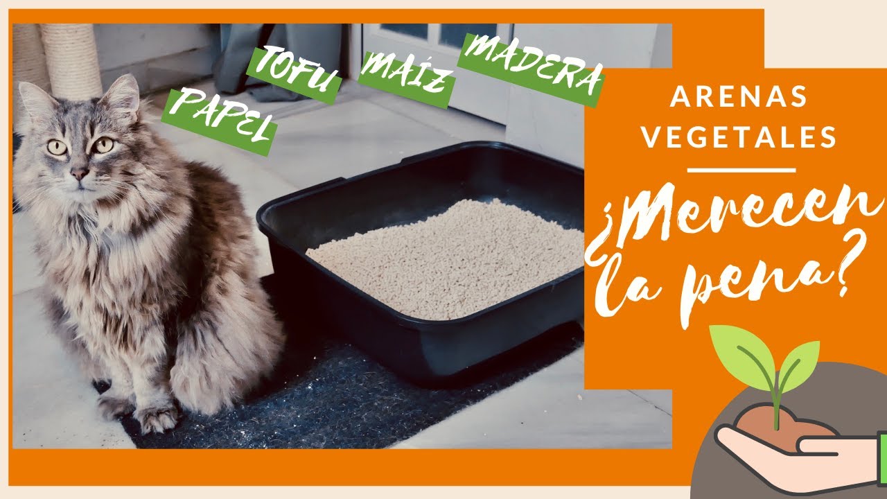 ARENA ECOLÓGICA PARA GATOS 💩 🌿 😸