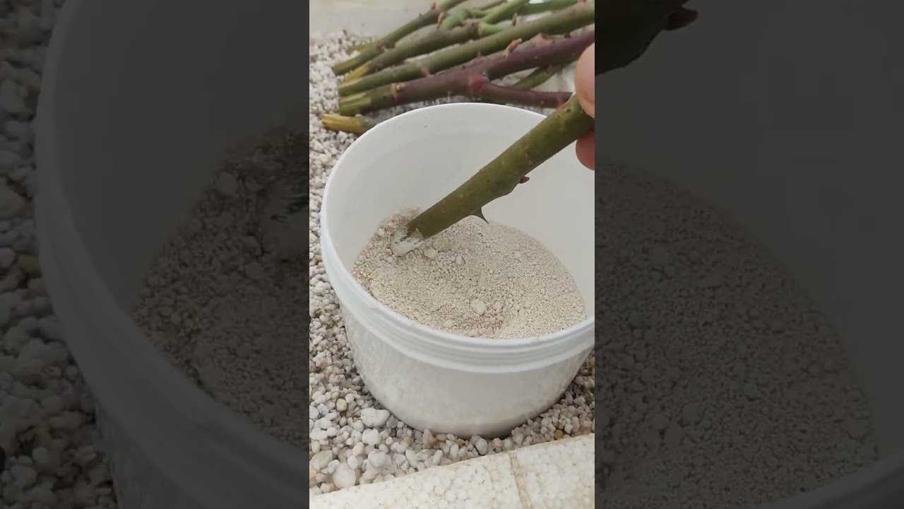 Perlite gül Çelik yapımı 2024