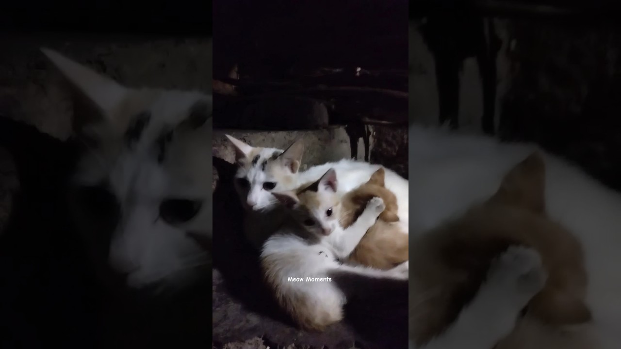 A Warm Corner in the Rain 🌧❤️ | Cat Family by the Fire | Meow Moments