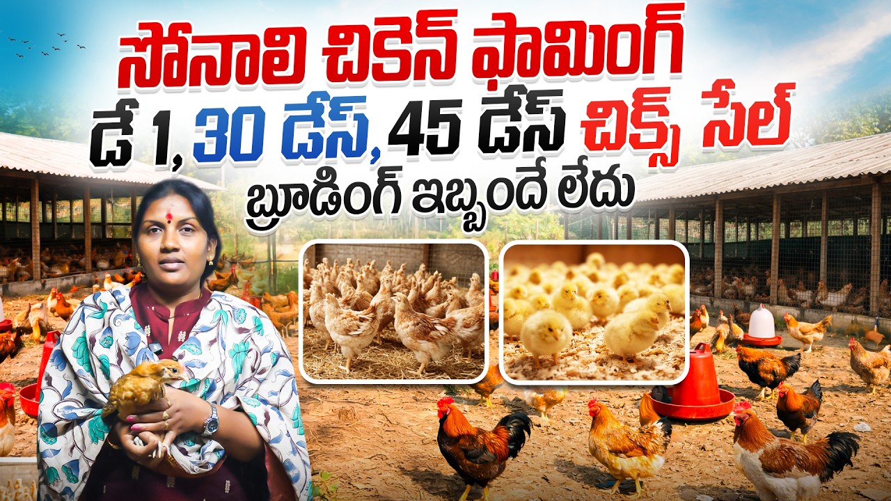 Sonali Breed Chicken Farming | 90 రోజుల్లో లిప్టింగ్‌కు రెడీ