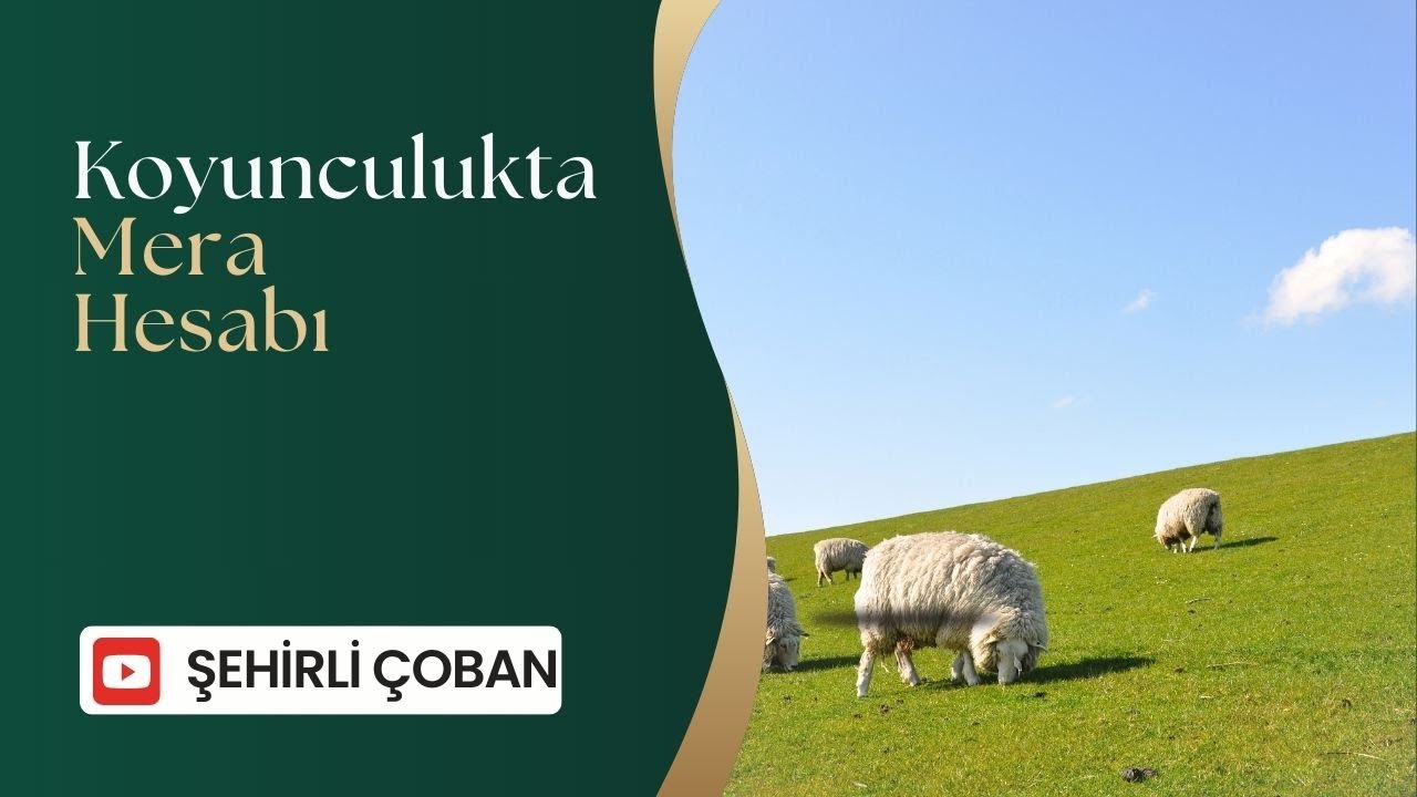 Koyunculukta Mera Hesabı. Kaç dönüm mera gerekli? #mera #koyunculuk #sehirlicoban