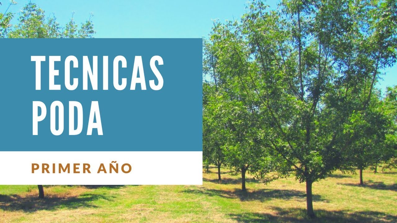 Nogal Pecan Poda Primer año | Julio Madeiros Pecan Argentina