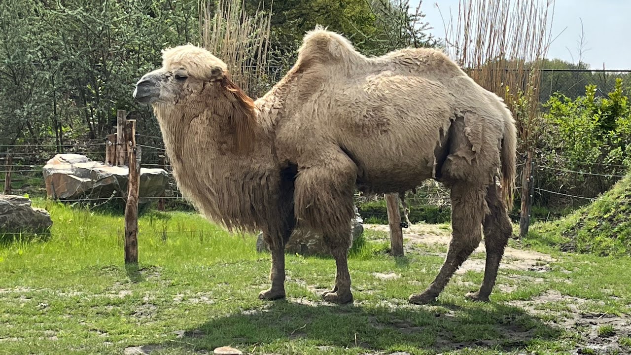 #Dierenpark ZooParc #overloon