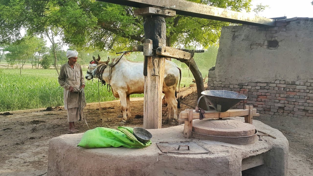 Bull Powered Flour Mill | Flour Machine Operated with Oxen | Atta Chakki