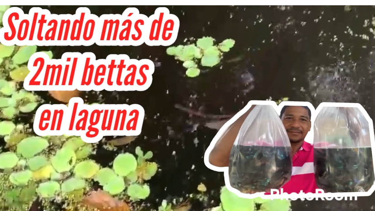 Liberando más de 2000 bettas en laguna