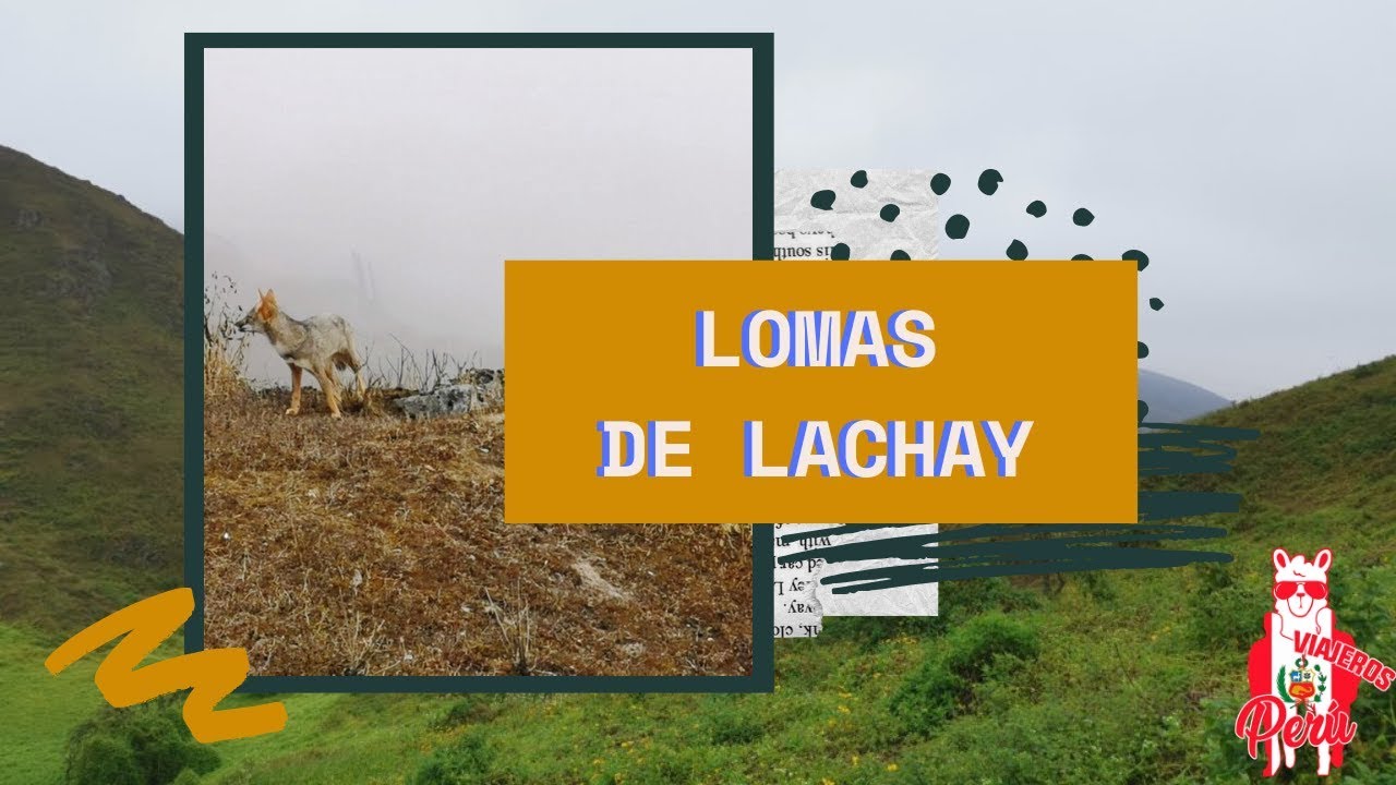 Lomas de Lachay - RUTAS DEL NORTE CHICO (Ruta desd CHANCAY)