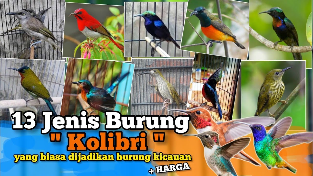 13 Jenis Burung Kolibri ‼️yang Biasa dijadikan Burung Kicauan. Disertai Harga Bahannya.