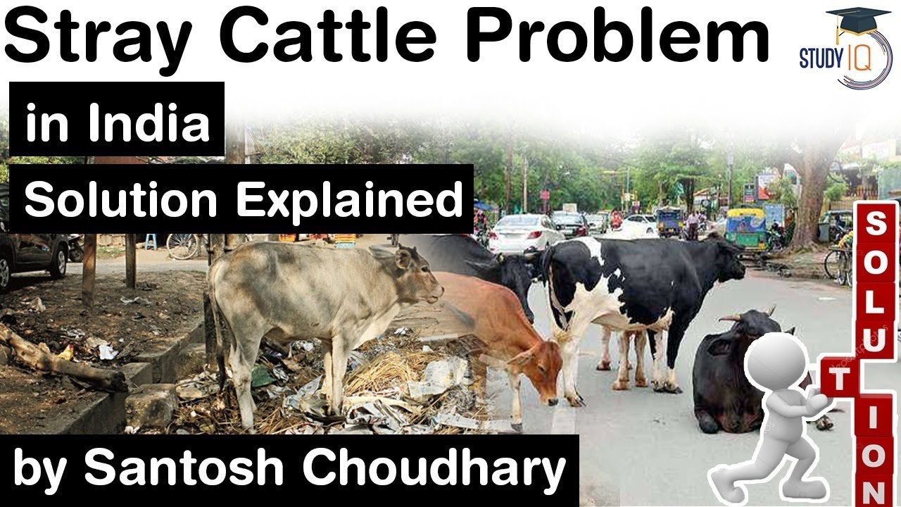 Stray cattle menace in India - Is Gaushala the only solution? Agriculture Current Affairs for UPSC