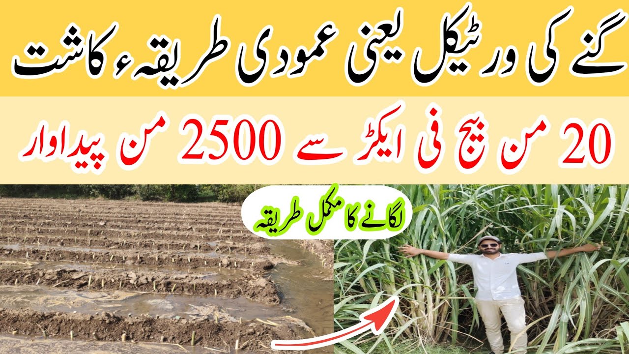 Vertical Sowing of Sugarcane | Modern Sugarcane Farming Techniques for Higher Yield urdu/hindi