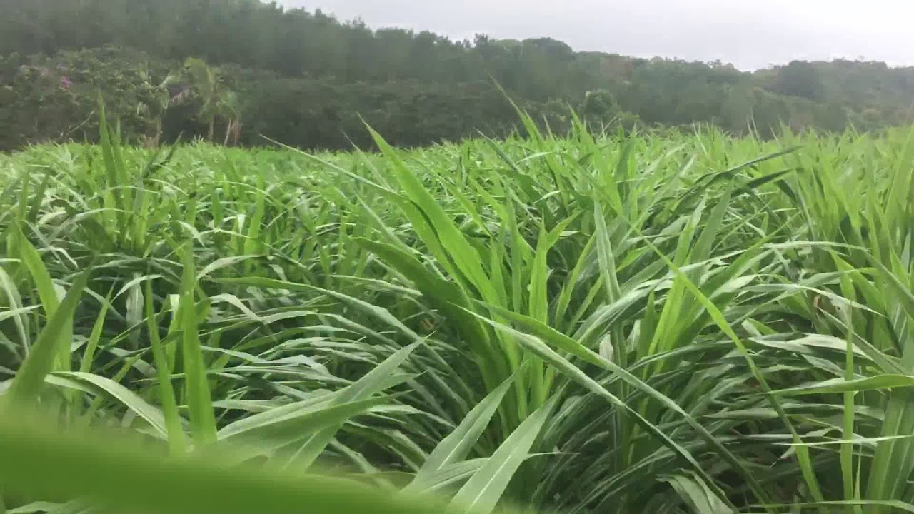 Melhor capim para vaca de leite CAPIM  KURUMI
