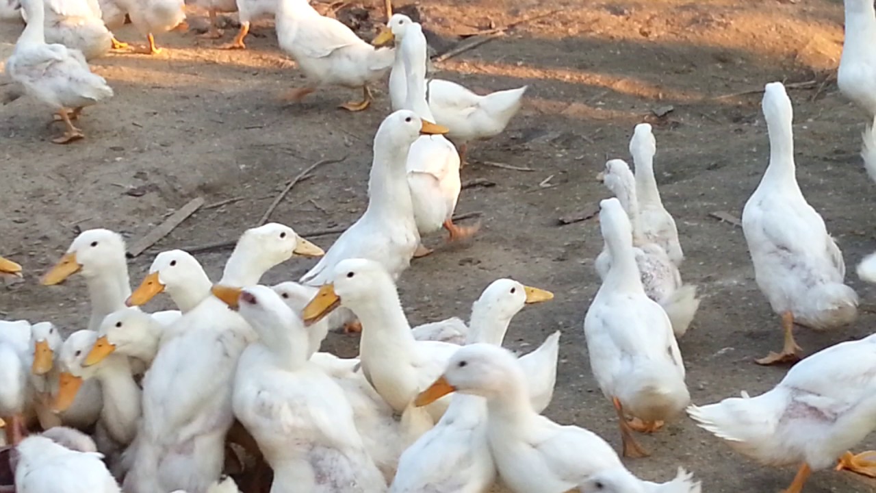 Uneeds Agro. It's complete Beijing duck hatchery