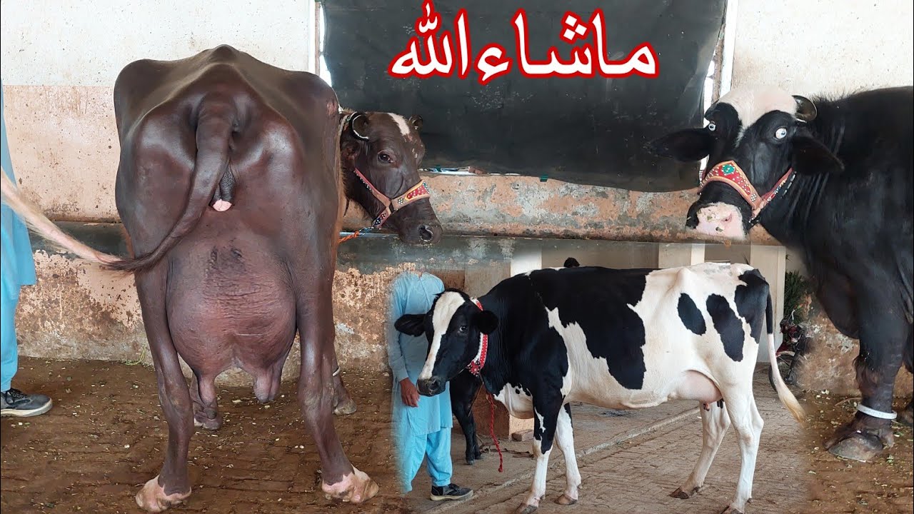 احتشام گجر چیچیاں7بھینیس1گائے برائے  فروخت 17مئیkarnana channel2024