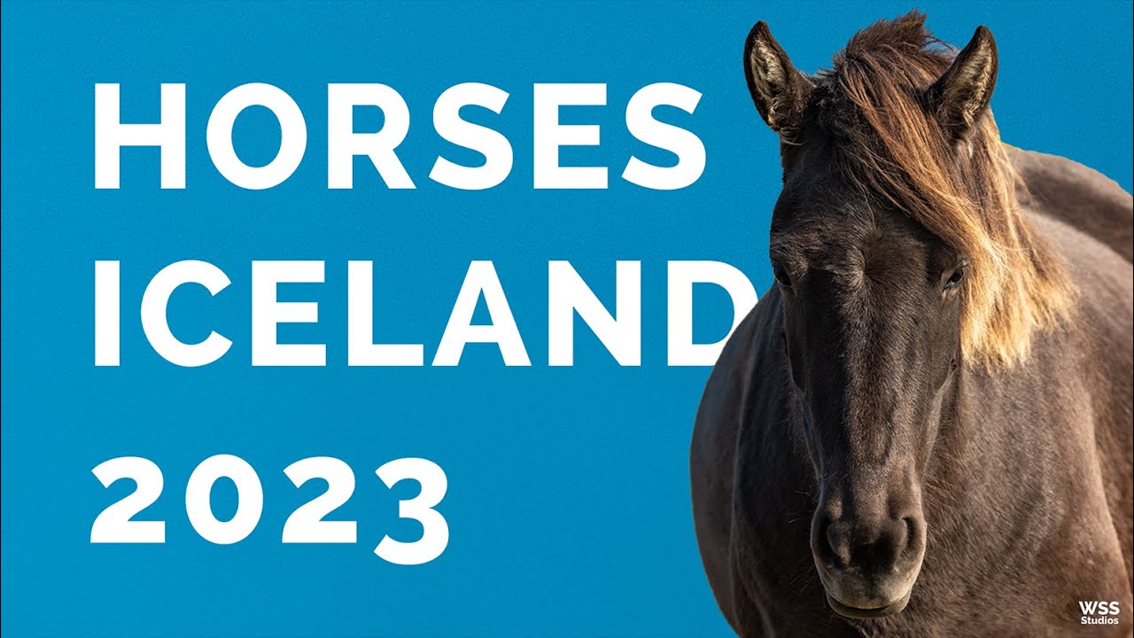 The Amazing Horses 🐴 - Iceland 2023