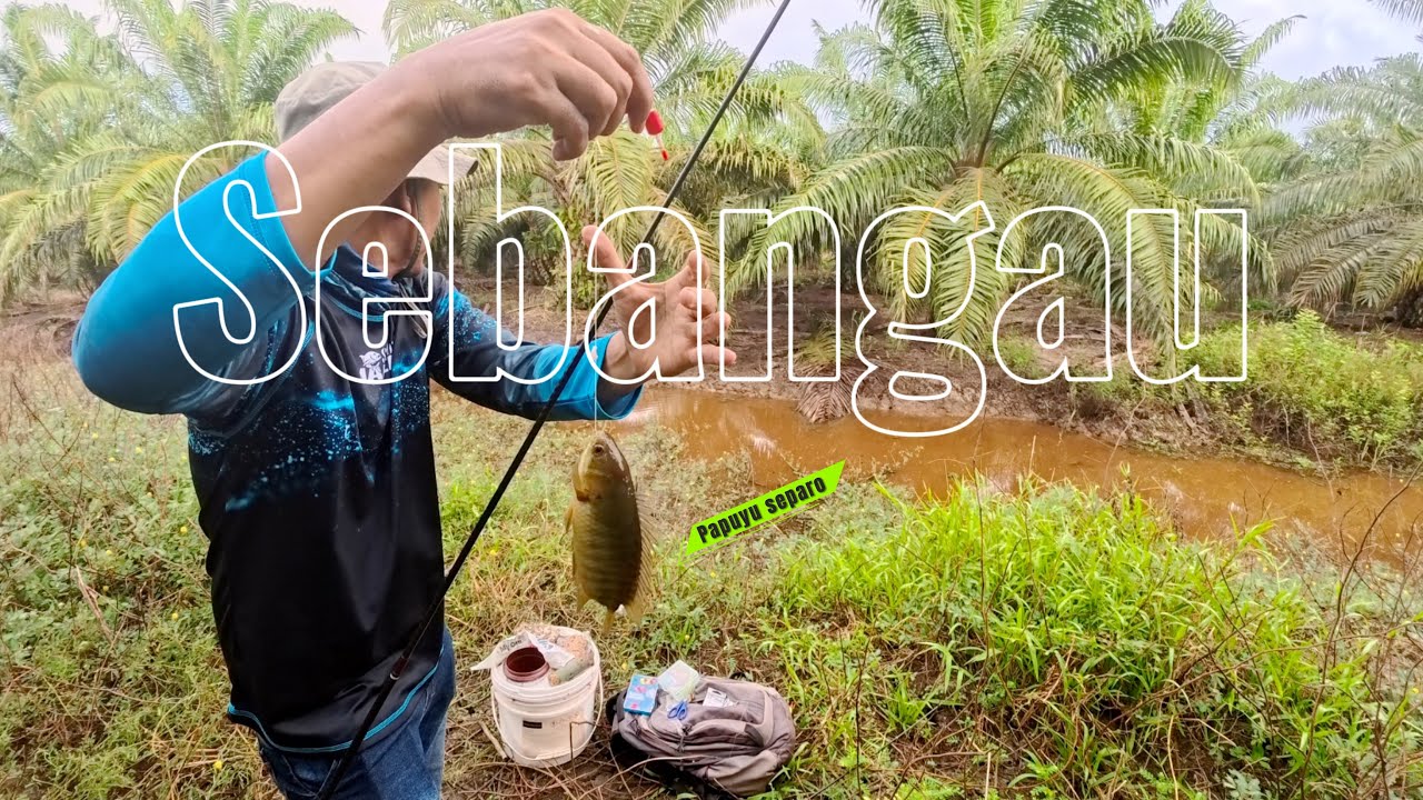 BERBURU PAPUYU MONSTER SEBANGAU TERBARU|| SPOT IDAMAN PAPUYU MANIA