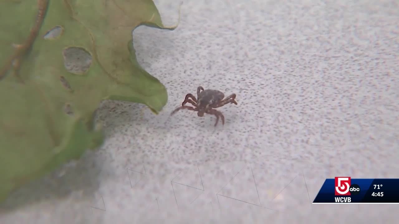 Babesiosis in Massachusetts: Symptoms, risks, treatment explained