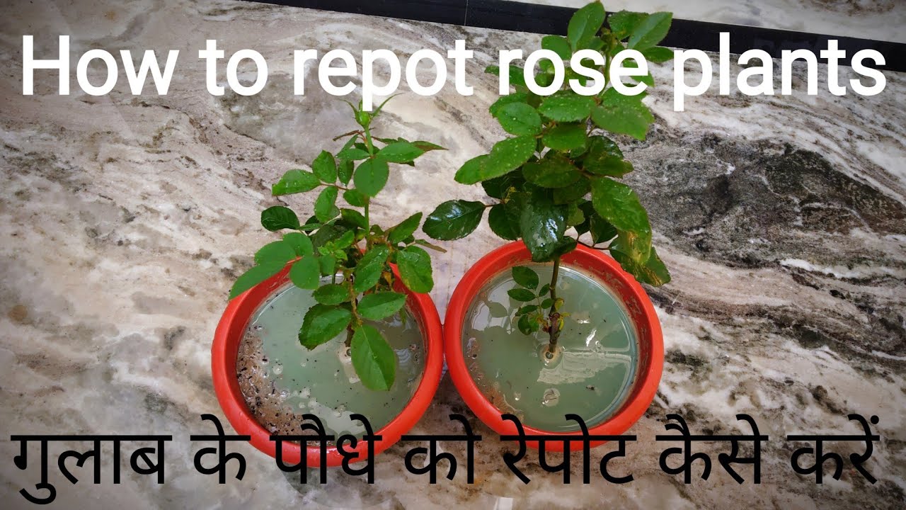 How to repot rose plants