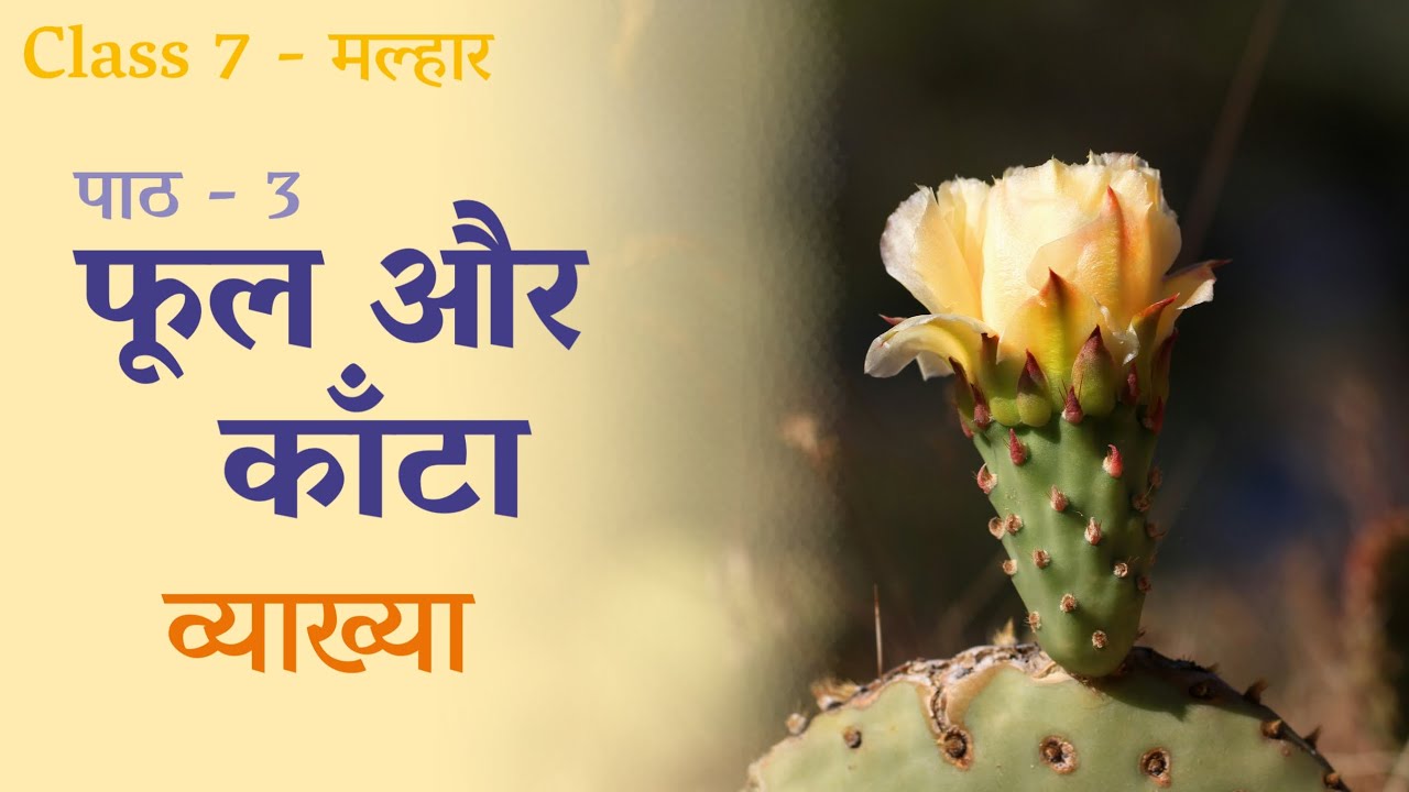 Phool Aur Kaanta | Class 7 | Malhar - NCERT | Chapter Explanation | फूल और काँटा | Chapter 3