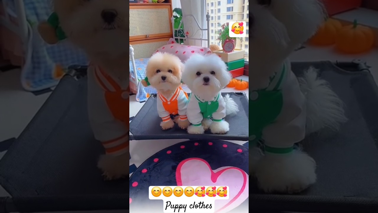 Puppy clothes. #shortsshorts #viralshort #viralvideo #poodle #funydog1010 #usadogs #cutepuppy #dog