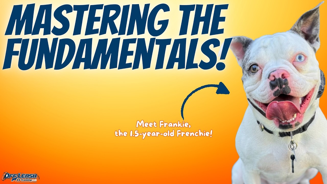 Dog Reactive Frenchie Mix Transformed! | Frankie’s Off Leash K9 Training Journey in Ventura