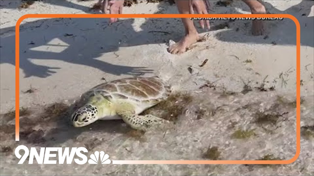 Sea Turtles Return To Ocean After Surgery
