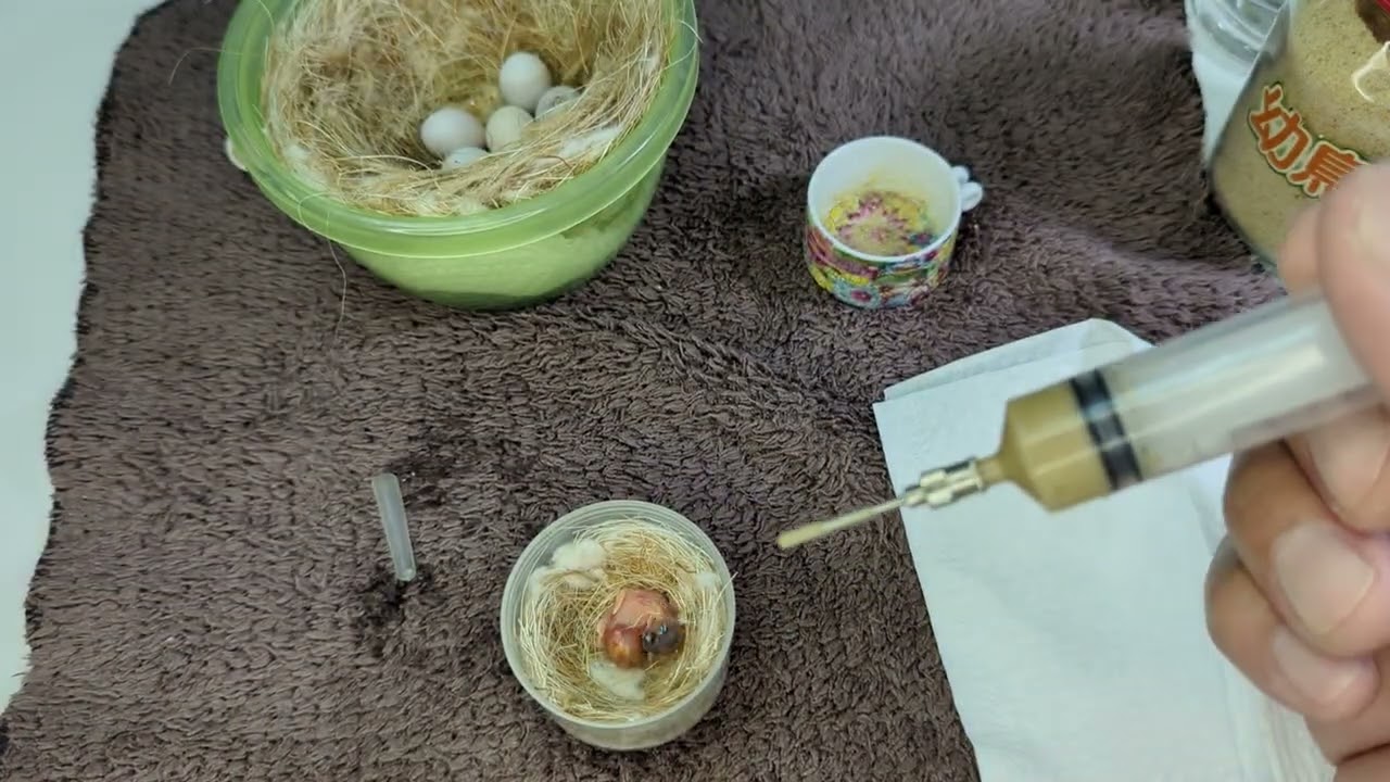Hand Feeding 1 Day Old Gouldian Finch Baby 20240327