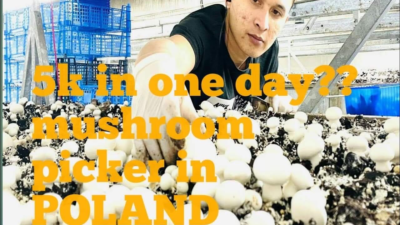 ABOUT SALARY MUSHROOM PICKER IN POLAND