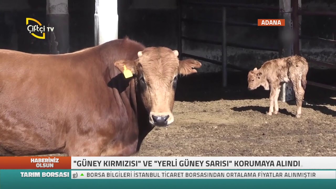 Haberiniz Olsun - Yerli  Besi Sığırlarının Korunması Projesi...