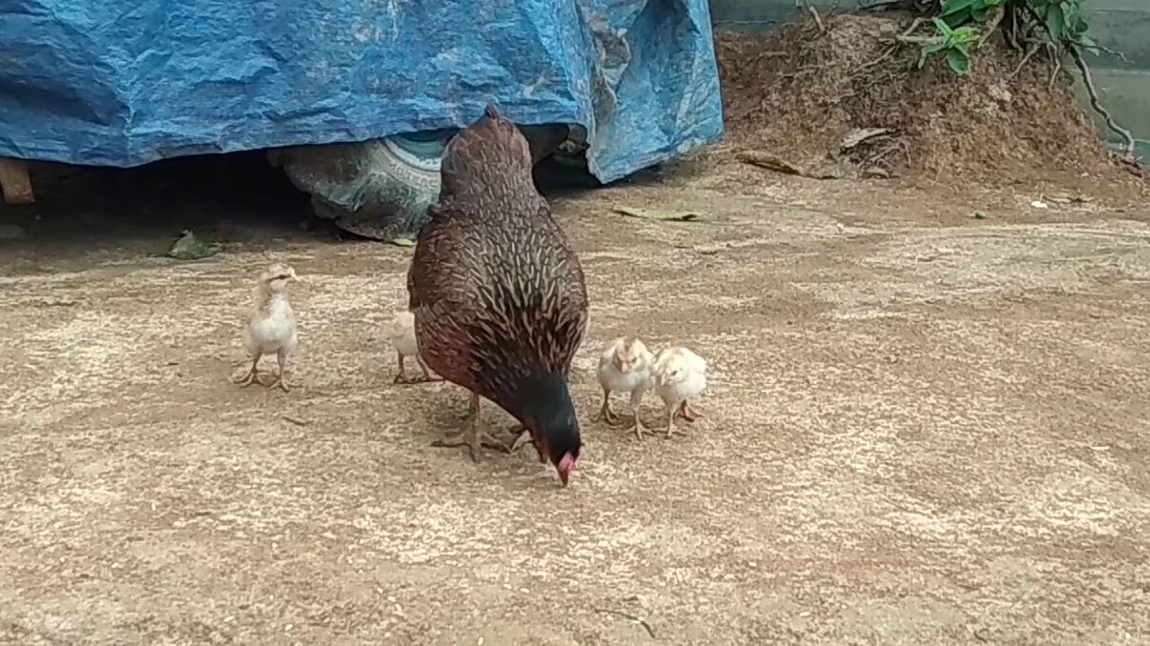 Hen with chicks, baby chicks, mother and chicks