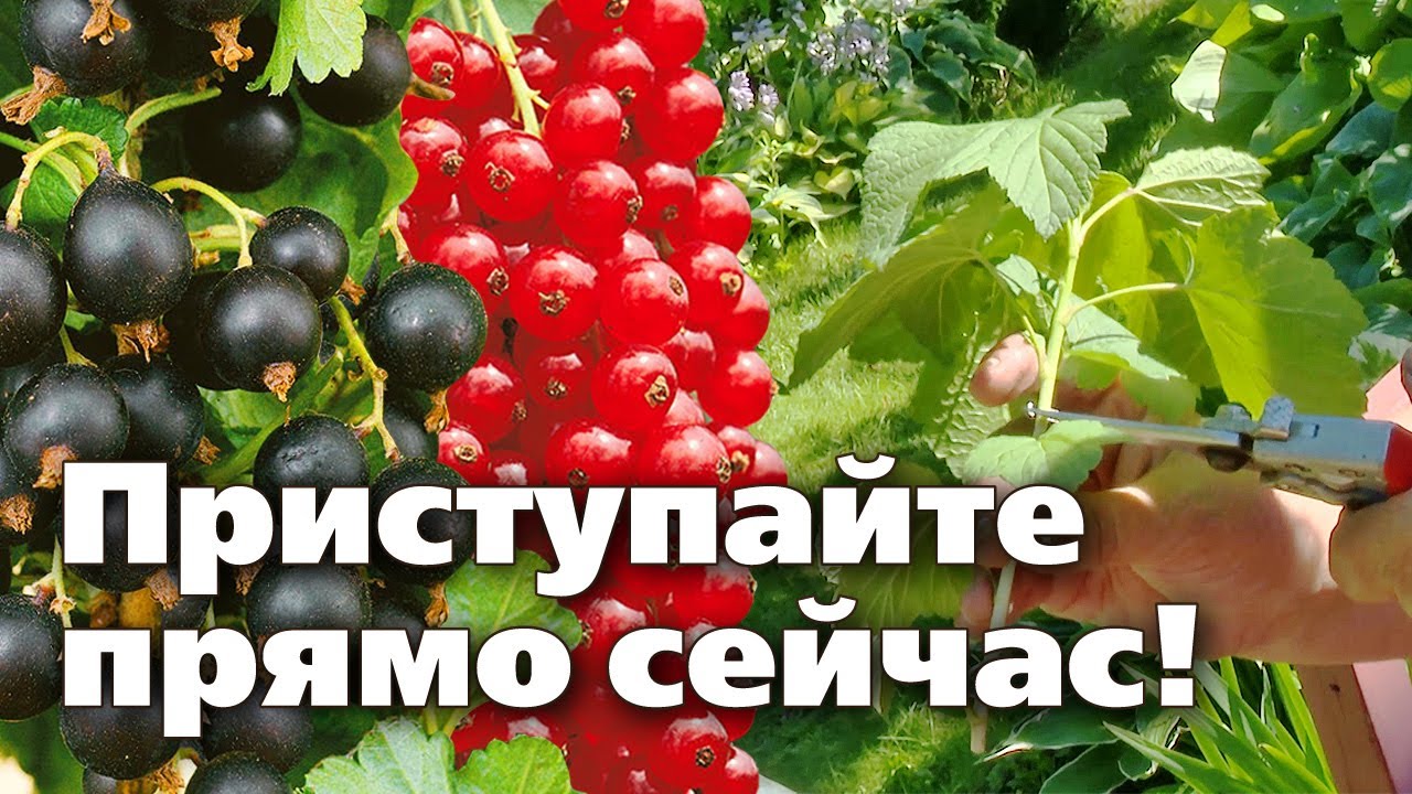 ЛЕГКИЙ СПОСОБ РАЗМНОЖЕНИЯ РАСТЕНИЙ. ЧЕРЕНКОВАНИЕ СМОРОДИНЫ ЛЕТОМ