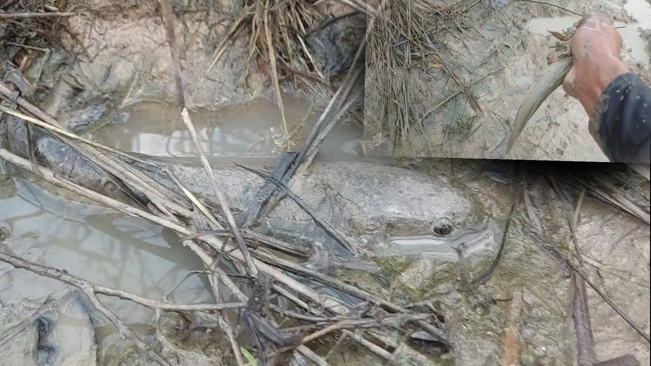 តោះបងប្អូនចាប់ត្រី