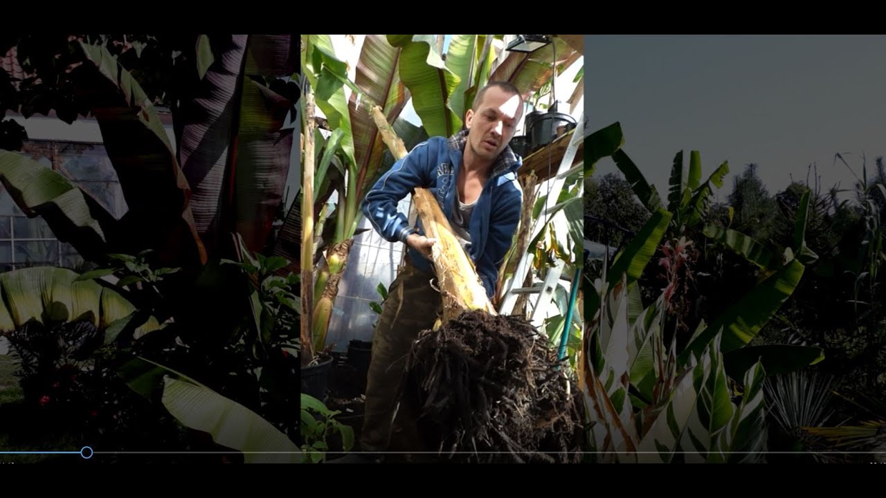 #960-Musa sikkimensis red tiger, bryła korzeniowa + odrost.Pojechałem na ryby.. :)