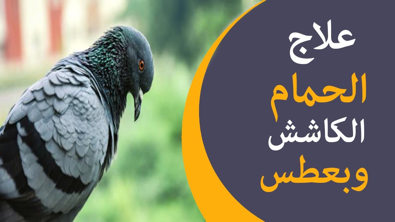 علاج الحمام الكاشش وبعطس