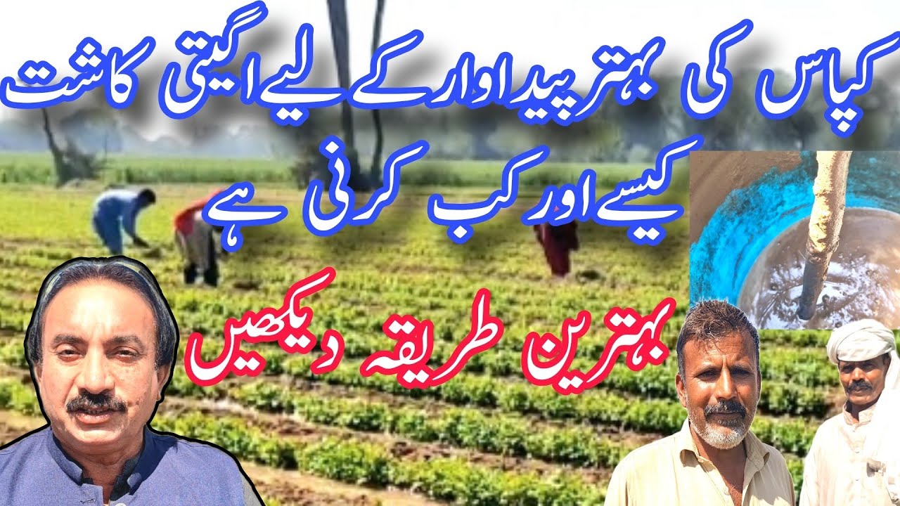 کپاس کی بہتر پیداوار کے لیے اگیتی کاشت کیسے اور کب کرنی ہے،بہترین طریقہ دیکھیں