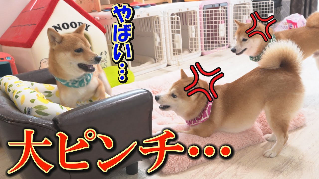調子に乗り過ぎた末っ子柴犬が、兄と姉、全員を怒らせてしまいました・・・