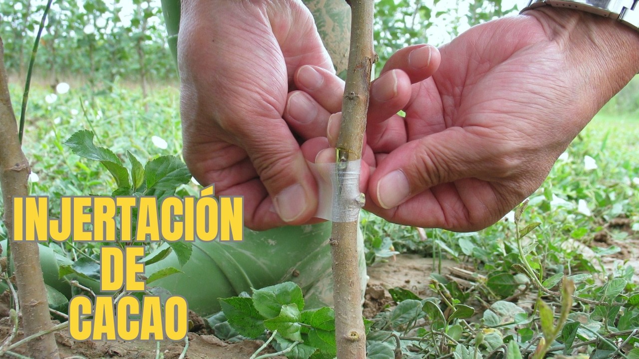¿como realizar el proceso de injertación de cacao?  paso a paso
