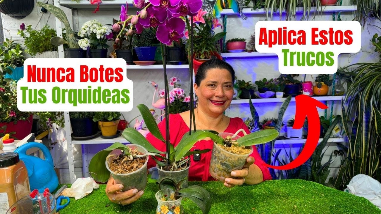 Segunda Oportunidad A Tus Orquídeas Con Este Secreto Mágico