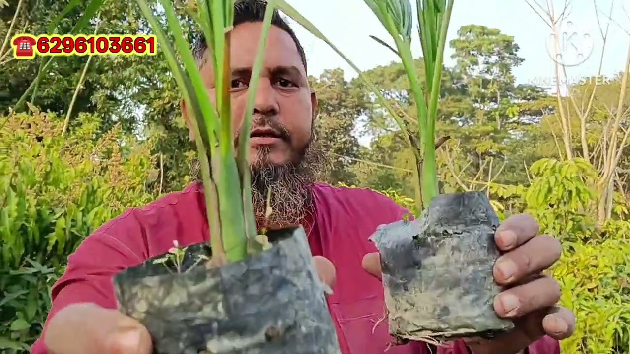 थाईलैंड का रियल वैरायटी हेल्दी प्लांट जेनुइन पौधे मिलेगा न्यू सुहाना नर्सरी पर 
