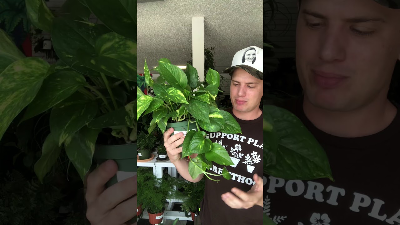 Руководство по уходу за плющом золотистым (Golden Pothos)