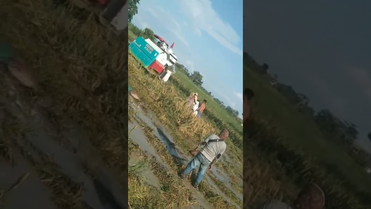 kumpulan Vidio gombet saat antraksi dimedan lumpur.