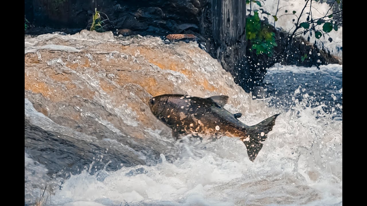 Skraidančios Neries la&scaron;i&scaron;os | Flying salmon in Lithuania