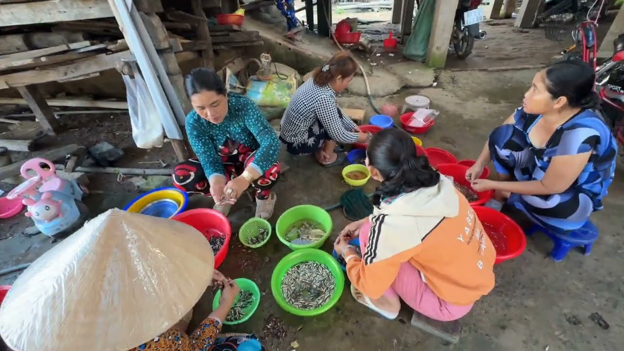 Hàng tấn cá linh từ Campuchia qua bán ở Việt Nam mỗi ngày mùa nước lũ 2024