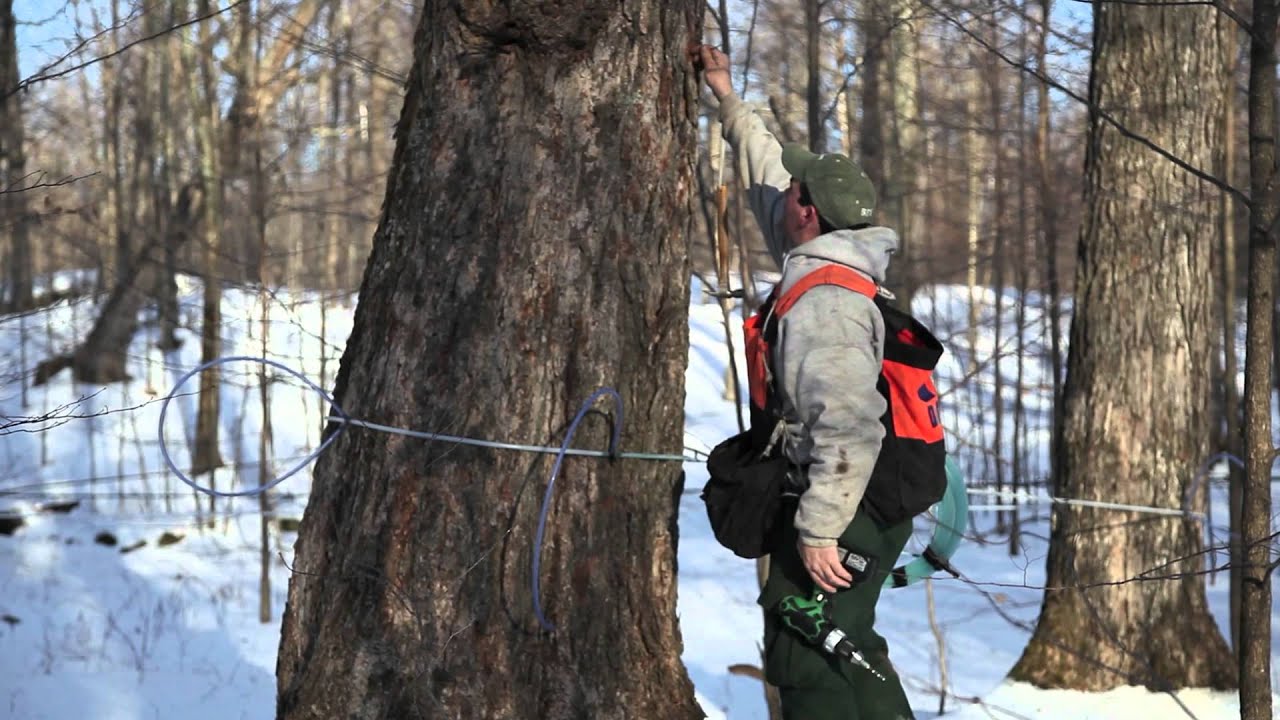 Branon's West View Maples - Vermont Maple Syrup Production
