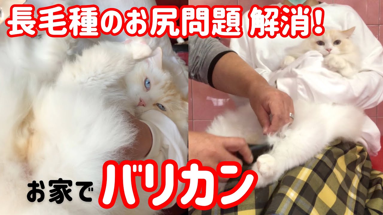 長毛ラグドールのお尻ケア｜バリカンに慣れたら長毛種のお尻問題が解消されるよ！