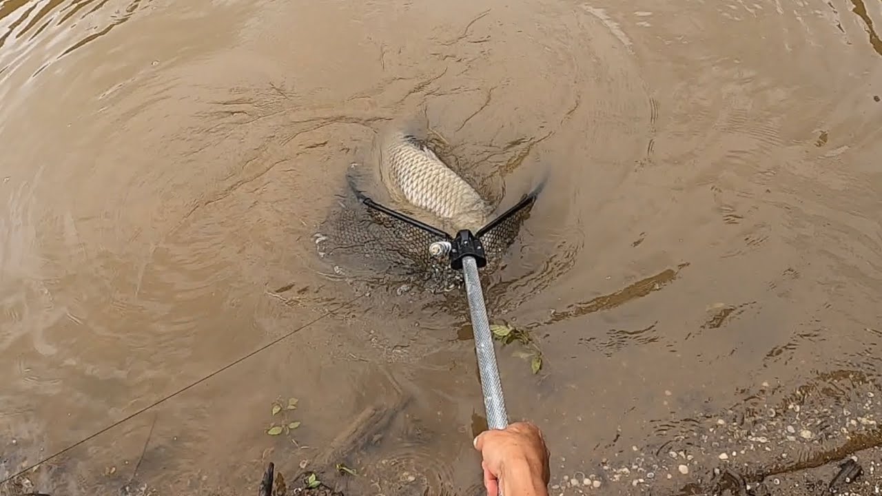 MOSTRO NA LINDA DE MAÕ !!pescaria raiz PESCANDO. carpa na linhada
